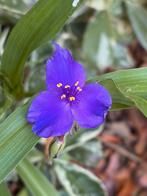 3x Tradescantia virginiana, ééndagsbloem., Tuin en Terras, Planten | Tuinplanten, Ophalen of Verzenden, Overige soorten, Volle zon