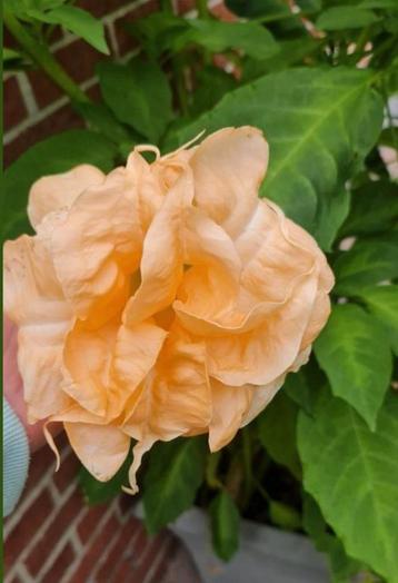 Brugmansia Angels flight variegated (engelentrompet)  beschikbaar voor biedingen