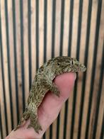 leachianus nuu ana, Dieren en Toebehoren, Hagedis, 0 tot 2 jaar