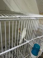 Vogels, Ophalen of Verzenden, Zo goed als nieuw, Hout, Vogelkooi