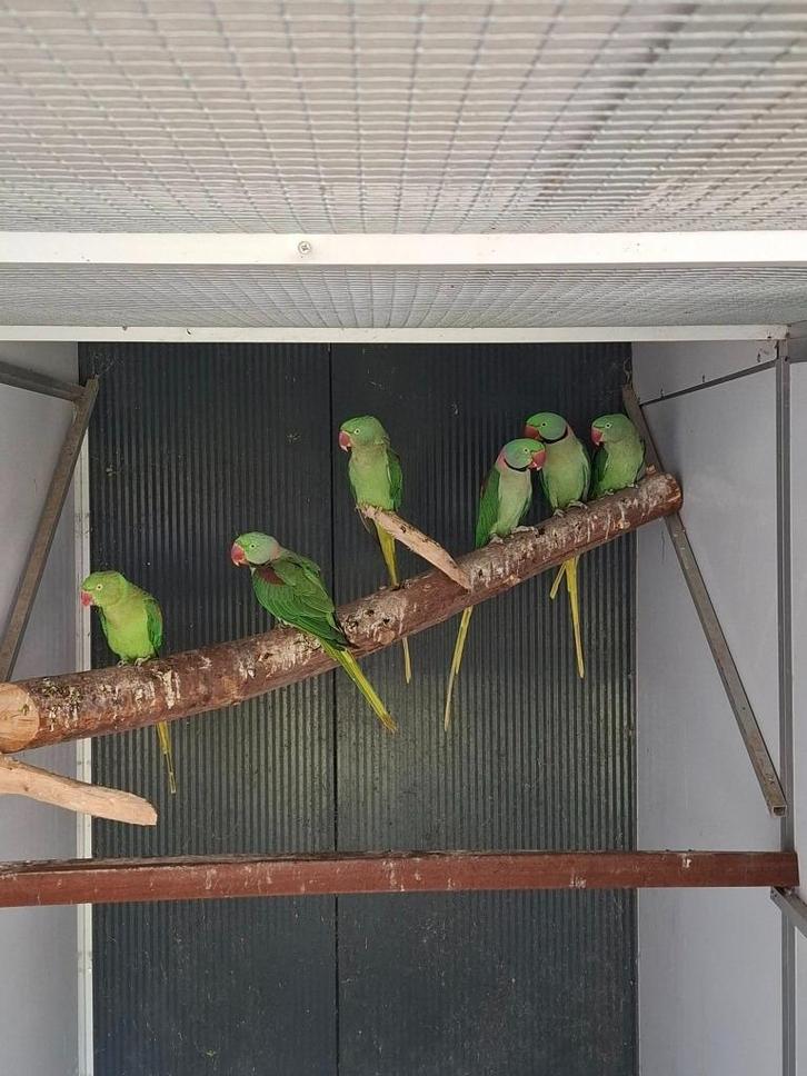 Koppels Alexander parkieten, Dieren en Toebehoren, Vogels | Parkieten en Papegaaien, Parkiet, Meerdere dieren