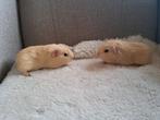 2 gladhaar  beertje, Dieren en Toebehoren, Knaagdieren, September, Mannelijk, Cavia