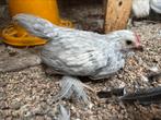 Ukkelse Baardkriel hanen, Dieren en Toebehoren, Meerdere dieren, Kip