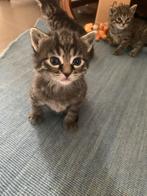 6 schattige kittens (leuk als kado voor sinterklaas!), Dieren en Toebehoren, Meerdere dieren, Kortharig, 0 tot 2 jaar