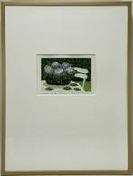 Kleurets, Leatitia de Haas – "Hortensia II", Nederland, Ophalen of Verzenden