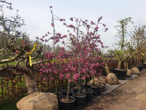 Oude fruitbomen, Perenbomen, Appelbomen, Kersenbomen, Tuin en Terras, Planten | Fruitbomen, Overige soorten, Volle zon, Lente