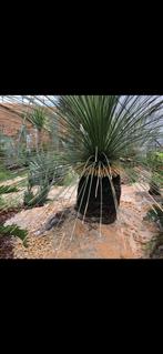 Te koop Xanthorrhoea Australische Grasboom, Tuin en Terras, Volle zon, Minder dan 100 cm, Zomer, Overige soorten