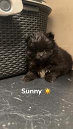 Pomeranian/ pomeriaan/ dwerg kees pups, Dieren en Toebehoren, Honden | Poolhonden, Keeshonden en Oertypen, Keeshond, CDV (hondenziekte)