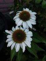 echina white bloemzaden, Verzenden, Voorjaar, Volle zon, Zaad