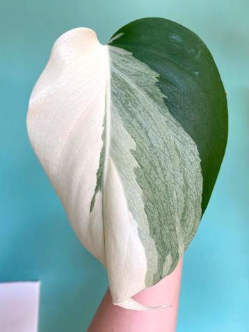 Topkwaliteit, witte Half Moon Monstera Albo Variegata stek beschikbaar voor biedingen
