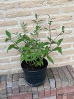 Vaste planten, Tuin en Terras, Planten | Tuinplanten, Ophalen, Zomer, Overige soorten