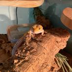 LUIPAARD GEKKO'S INCL. TERRARIUM, Dieren en Toebehoren, Reptielen en Amfibieën, Hagedis