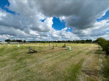 Midi hooibalen speciaal voor paarden direct van het land! beschikbaar voor biedingen