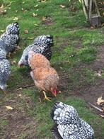 Wyandottes kriel, Dieren en Toebehoren, Pluimvee, Meerdere dieren, Kip