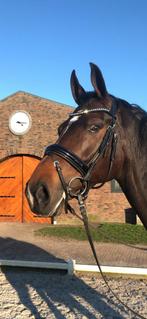 BR zwart lak hoofdstel, Dieren en Toebehoren, Paarden en Pony's | Hoofdstellen en Tuigage, Ophalen of Verzenden, Gebruikt, Dressuur