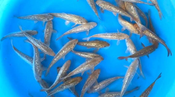 Marusei ginrin chagoi, Dieren en Toebehoren, Vissen | Vijvervissen, Karper of Koi