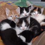 Te koop: tamme lieve boerderij kitten kittens, Dieren en Toebehoren, Katten en Kittens | Overige Katten