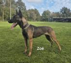 Verwacht herder pups - Mechel/Hollander, Dieren en Toebehoren, Honden | Herdershonden en Veedrijvers, CDV (hondenziekte), 8 tot 15 weken