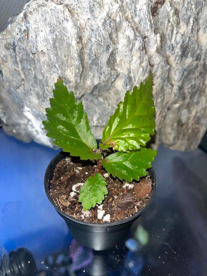 Begonia sp Papua, Huis en Inrichting, Kamerplanten, Overige soorten, Minder dan 100 cm, Bloeiende kamerplant, Halfschaduw, In pot