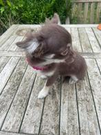 chihuahua pups super mooi mini raszuiver kleintjes, Dieren en Toebehoren, Honden | Chihuahua's en Gezelschapshonden, Rabiës (hondsdolheid)