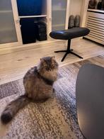 Main coon, Dieren en Toebehoren, Katten en Kittens | Raskatten | Langhaar, Kater, Gechipt