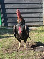 Jap 100 %zuiver,koppel, Dieren en Toebehoren, Pluimvee, Meerdere dieren, Kip