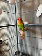 2 Superlieve handtamme agapornissen MET KOOI en benodigheden, Mannelijk, Overige soorten