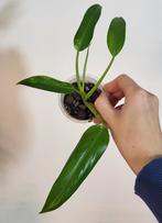 Philodendron domesticum variegata, Huis en Inrichting, Kamerplanten, Ophalen of Verzenden, Halfschaduw, Minder dan 100 cm