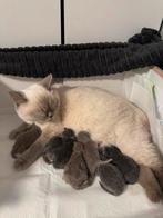 Britsekorthaar kittens, Dieren en Toebehoren, Katten en Kittens | Raskatten | Korthaar
