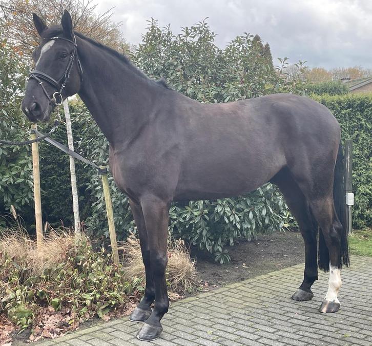 5-jr superbrave zwarte ruin, Dieren en Toebehoren, Paarden, Ruin, B, 170 tot 175 cm, 3 tot 6 jaar, Springpaard, Met stamboom, Gechipt