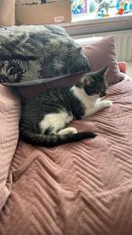 VERMIST - Kat vermist Nijmegen, Hatert, Dieren en Toebehoren, Katten en Kittens | Raskatten | Korthaar, Kater
