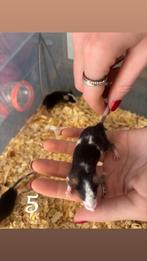 Nog 6 st man muizen muisjes gratis op te halen, Dieren en Toebehoren, Knaagdieren, Maart, Muis, Mannelijk, Tam