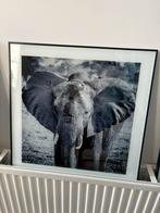 Schilderij Olifant, Huis en Inrichting, Woonaccessoires | Schilderijen, Tekeningen en Foto's, Ophalen, Zo goed als nieuw, 50 tot 75 cm