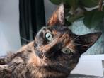 Nieuw, warm thuis gezocht voor Evy (4 jaar), Dieren en Toebehoren, Katten en Kittens | Overige Katten, Poes, Kortharig, 3 tot 5 jaar