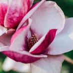 Beverboom – magnolia verschillende soorten, Ophalen of Verzenden, Lente, Volle zon