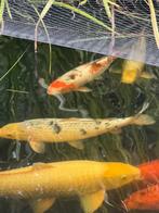 Koi Shiro utsuri III 50 cm, Dieren en Toebehoren, Vissen | Vijvervissen, Karper of Koi