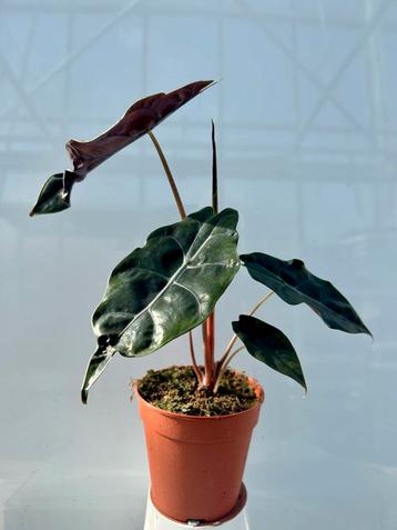 Alocasia Chantrieri P12 - Zwarte Olifantsoor beschikbaar voor biedingen