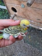 Jonge grasparkieten, Dieren en Toebehoren, Vogels | Parkieten en Papegaaien