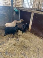 Leuke mini schaapjes, Schaap