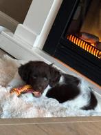 Friesche stabij pup 9 weken, Dieren en Toebehoren, Rabiës (hondsdolheid), Overige rassen, 8 tot 15 weken, Teef