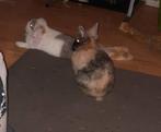10 kleine konijtjes te koop, Dieren en Toebehoren, Konijnen, Meerdere dieren