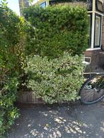 Struik, Tuin en Terras, Planten | Struiken en Hagen, Ophalen, Overige soorten