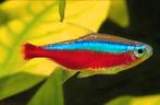 Rode neon (Paracheirodon axelrodi), Dieren en Toebehoren, Vissen | Aquariumvissen, Vis