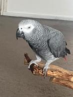 Grijze roodstaart papegaai, Dieren en Toebehoren, Mannelijk, Papegaai, Geringd