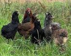 Araucana kippen., Dieren en Toebehoren, Pluimvee, Vrouwelijk, Kip