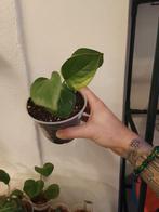 Epipremnum poonsin, Huis en Inrichting, Kamerplanten, Ophalen of Verzenden, Halfschaduw, Minder dan 100 cm