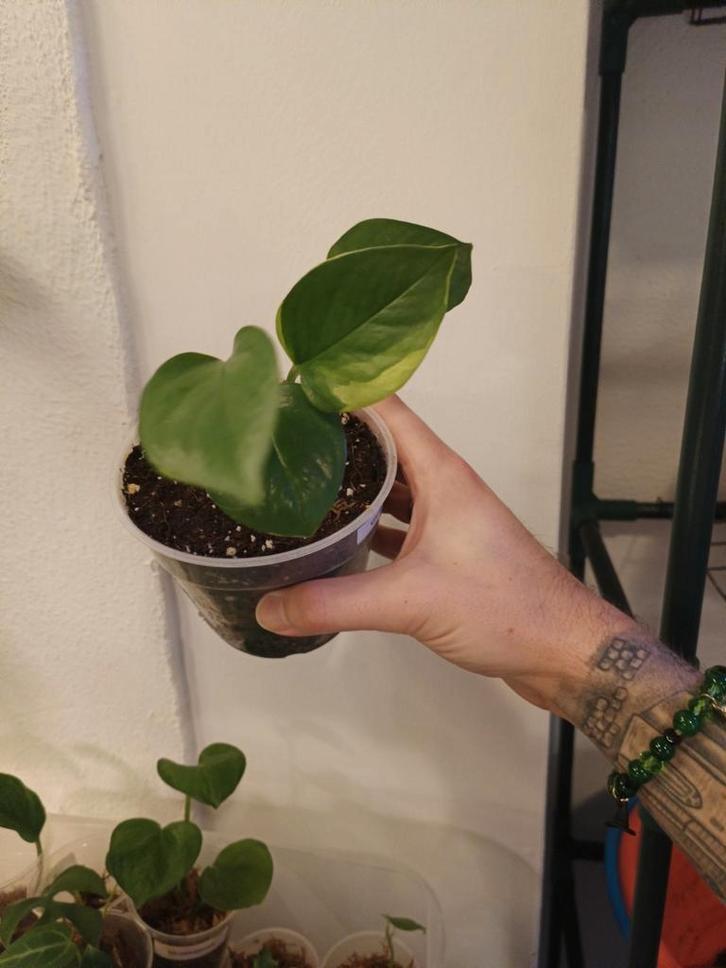 Epipremnum poonsin, Huis en Inrichting, Kamerplanten, Minder dan 100 cm, Halfschaduw, Ophalen of Verzenden