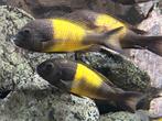 Groep van 23 tropheus ikola yellow kaiser F2, Vis