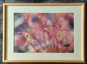 Zonnedauw (foto) ... in Barth wissellijst van 40x50 cm.  ... beschikbaar voor biedingen