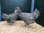 Jonge tamme Noord Hollandse Blauwe kippen gesekst & ingeënt, Dieren en Toebehoren, Pluimvee, Vrouwelijk, Kip